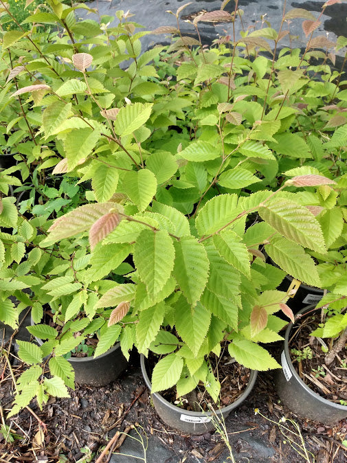 young yellow birch in pots