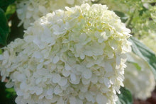 Load image into Gallery viewer, Limelight Hydrangea - Tree Form
