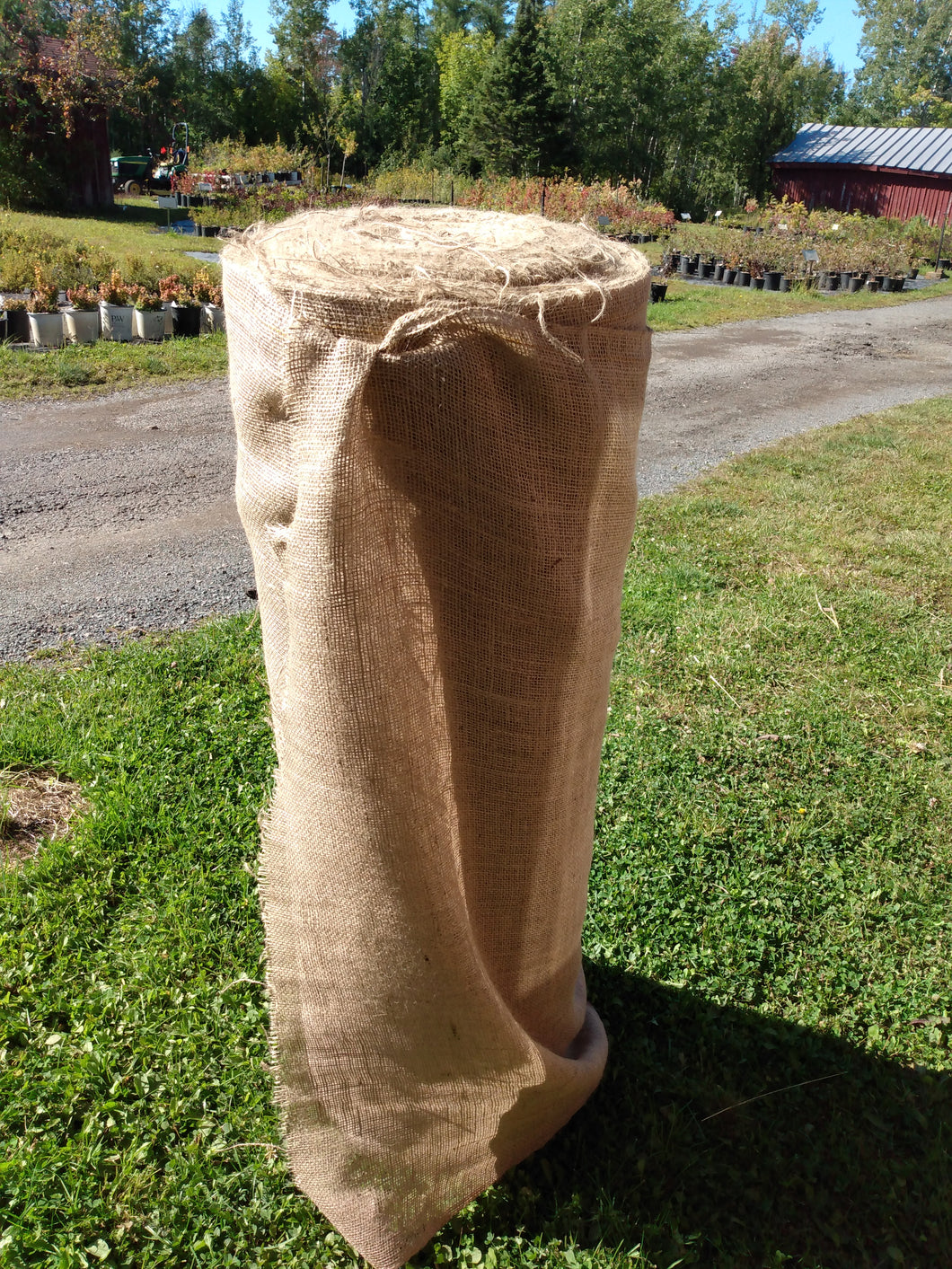 Burlap (by the yard)