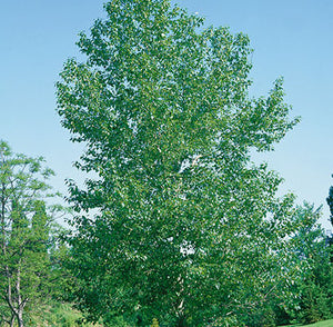 Balsam Poplar- Populus balsamifera