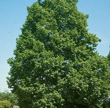 Load image into Gallery viewer, American Linden- Tilia americana
