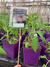 Load image into Gallery viewer, Black Icicle Tomato Start
