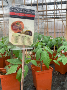 Blue Beauty Tomato Start