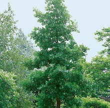 Load image into Gallery viewer, Bur Oak- Quercus macrocarpa
