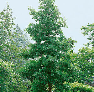 Bur Oak- Quercus macrocarpa