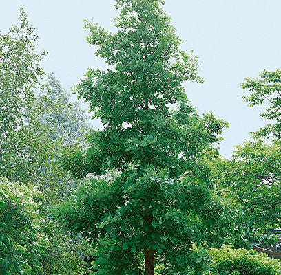 Bur Oak- Quercus macrocarpa