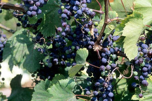 Frontenac Grape
