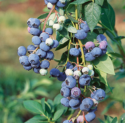 Jersey Blueberry