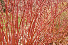 Load image into Gallery viewer, Red Twig Dogwood
