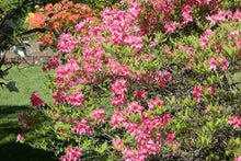 Load image into Gallery viewer, Rosy Lights Azalea
