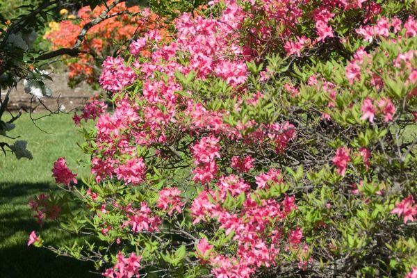 Rosy Lights Azalea – Hammarlund Nursery
