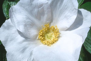 Rugosa Rose